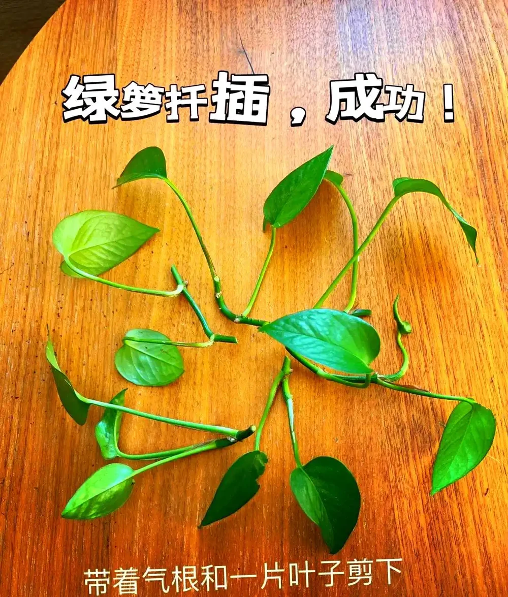 老人言：「1個黃金葛7個鬼」，啥意思？家裡養黃金葛一定要注意！