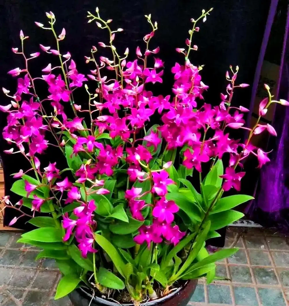 適合室內種植的五種喜陰花卉