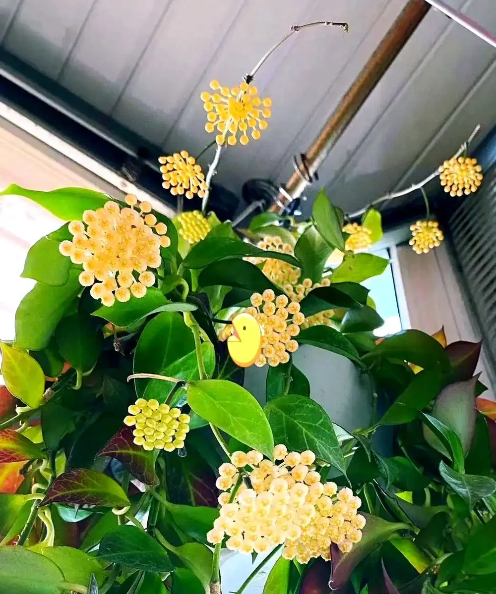 適合室內種植的五種喜陰花卉