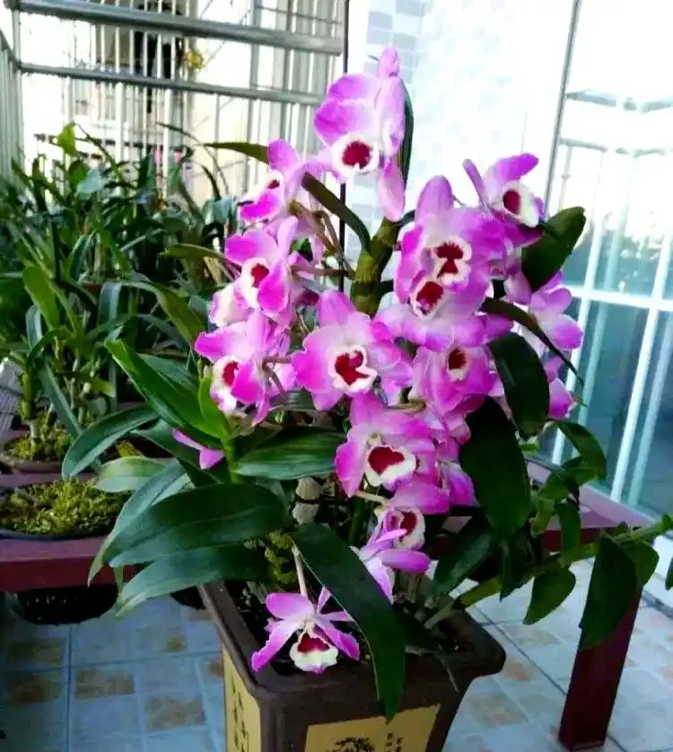 適合室內種植的五種喜陰花卉