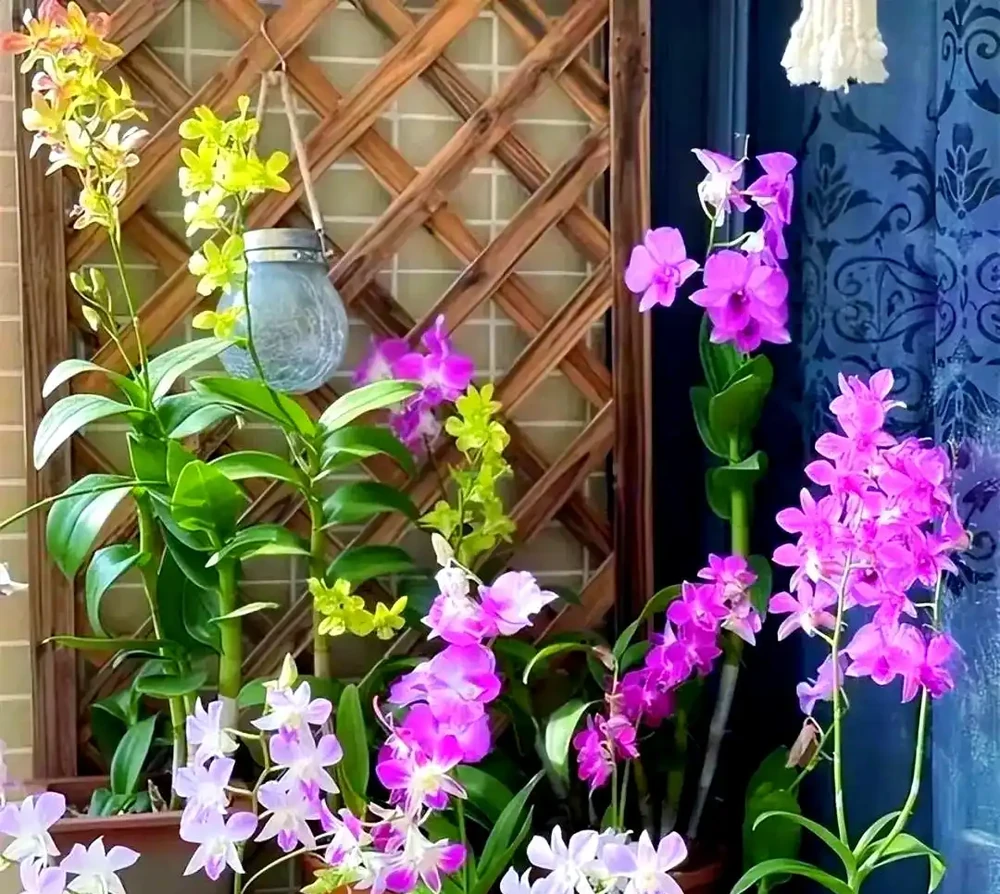 適合室內種植的五種喜陰花卉