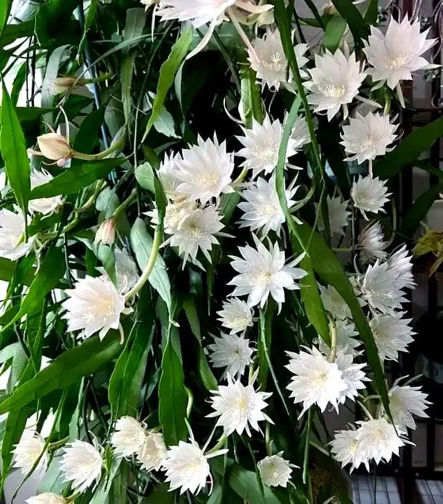 適合室內種植的五種喜陰花卉