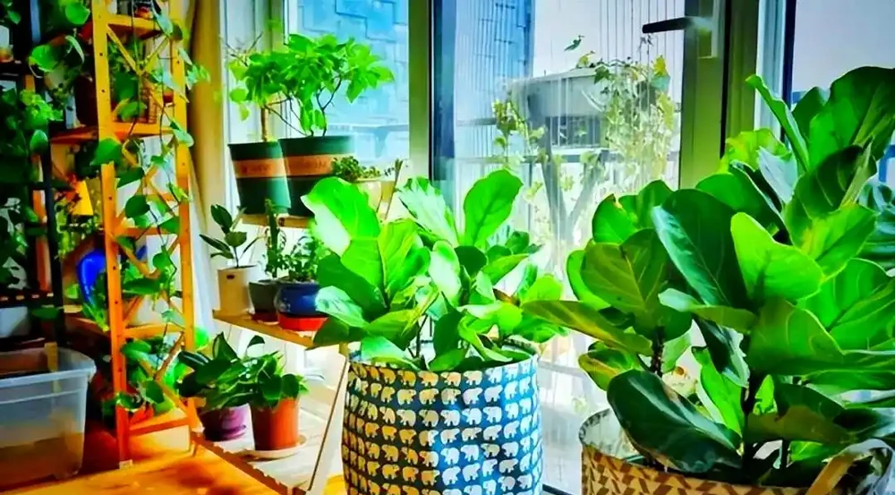 適合室內種植的五種喜陰花卉