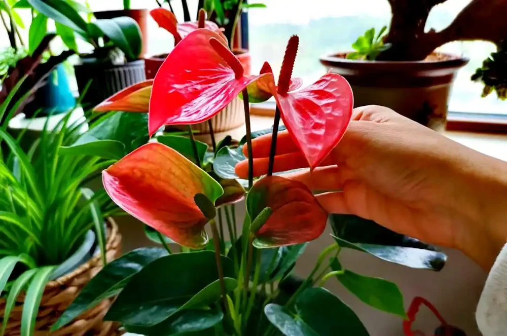 適合室內種植的五種喜陰花卉