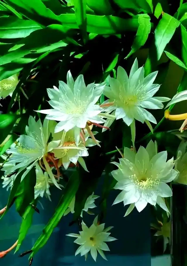 適合室內種植的五種喜陰花卉