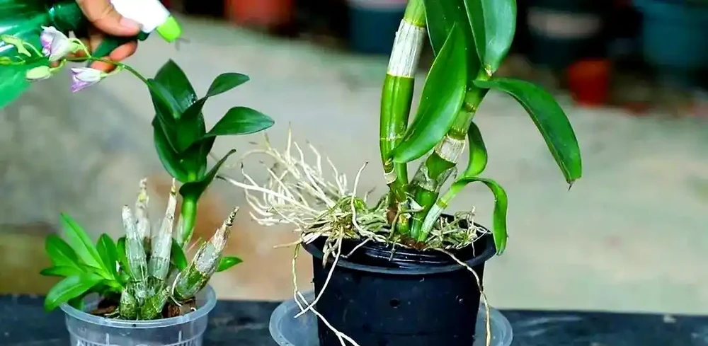 適合室內種植的五種喜陰花卉