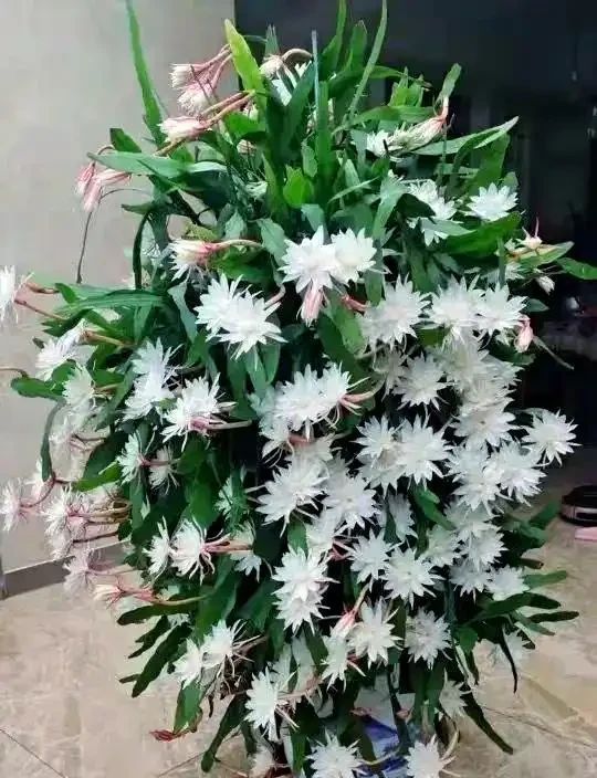 適合室內種植的五種喜陰花卉