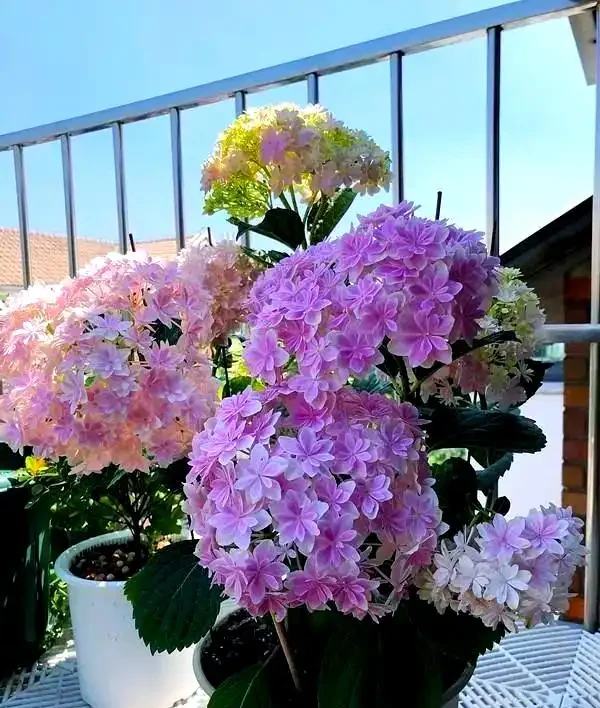 適合室內種植的五種喜陰花卉