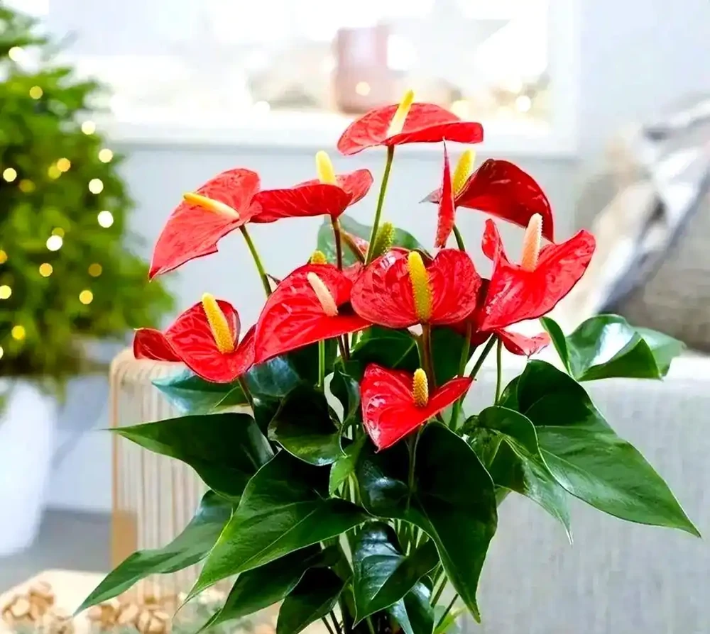 適合室內種植的五種喜陰花卉