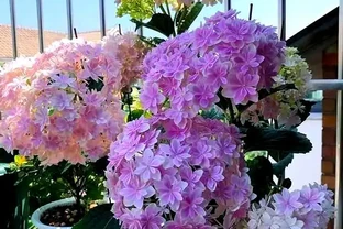 適合室內種植的五種喜陰花卉
