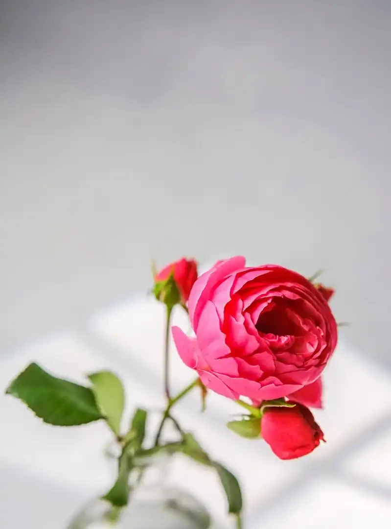 玫瑰花需要曬太陽嗎？養玫瑰總曬錯？6小時光照黃金期+5個避坑點，新手也能養出爆花苞、不黃葉的玫瑰