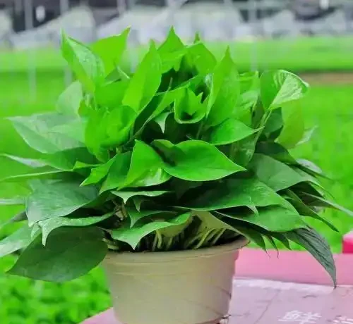 陽臺養花不糾結!10種皮實好養的花,新手也能滿盆