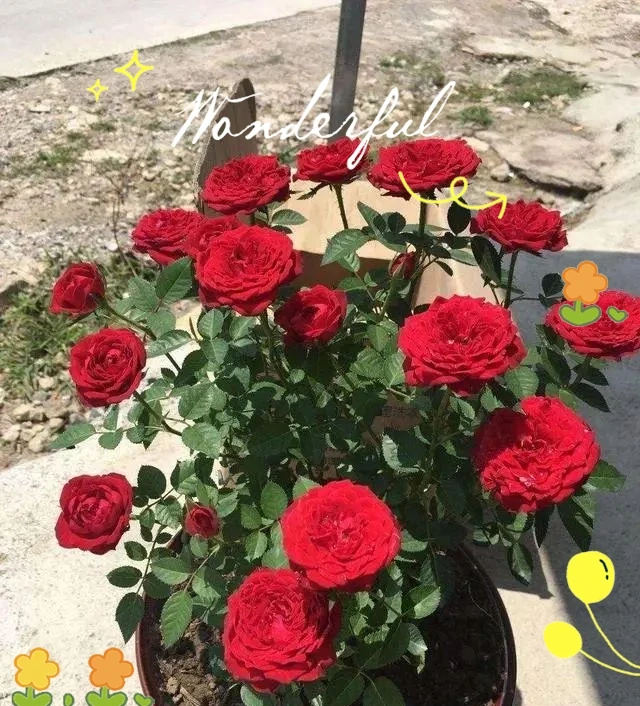 月季、薔薇與玫瑰的養護全指南，輕鬆實現繁花滿枝