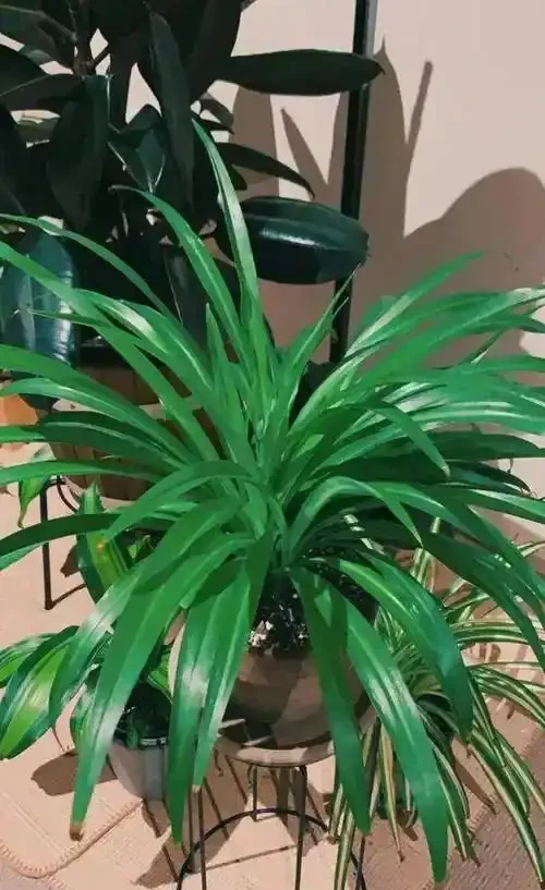 陽臺養花不糾結!10種皮實好養的花,新手也能滿盆