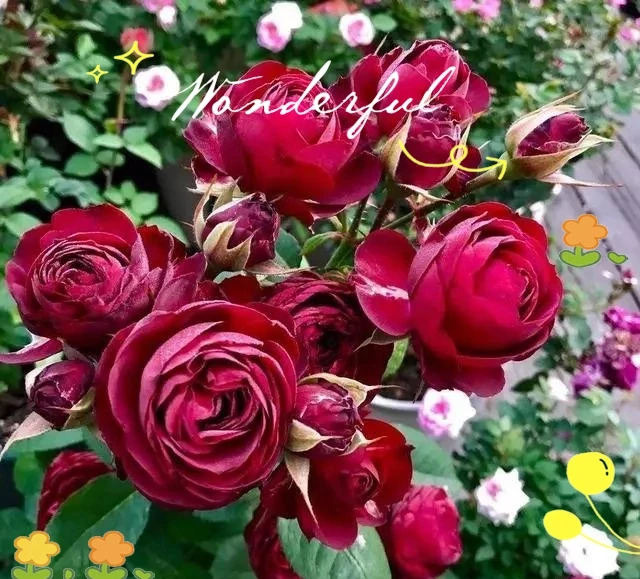月季、薔薇與玫瑰的養護全指南,輕鬆實現繁花滿枝