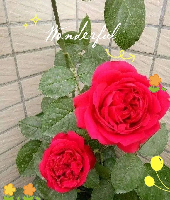 月季、薔薇與玫瑰的養護全指南,輕鬆實現繁花滿枝