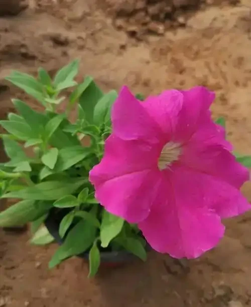 陽臺養花不糾結!10種皮實好養的花,新手也能滿盆