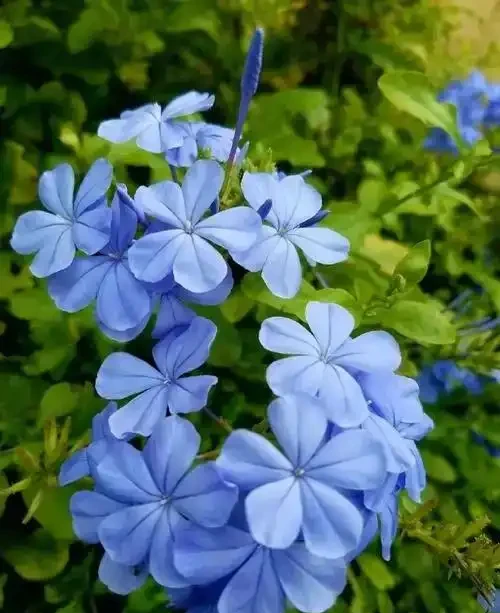陽臺養花不糾結!10種皮實好養的花,新手也能滿盆