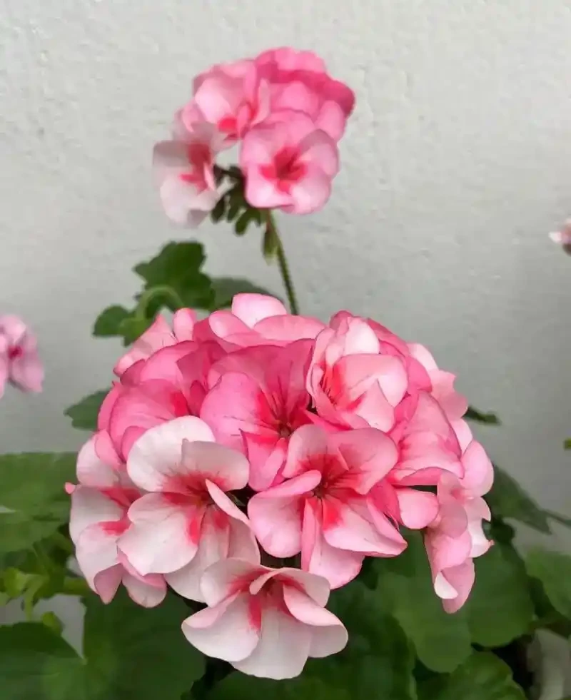 陽臺養花不糾結!10種皮實好養的花,新手也能滿盆