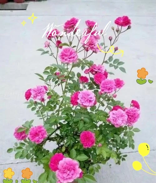 月季、薔薇與玫瑰的養護全指南,輕鬆實現繁花滿枝