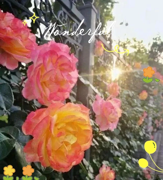 月季、薔薇與玫瑰的養護全指南,輕鬆實現繁花滿枝