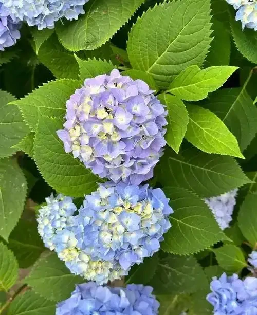 陽臺養花不糾結!10種皮實好養的花,新手也能滿盆
