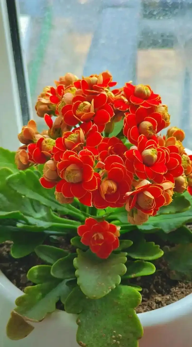 陽臺養花不糾結!10種皮實好養的花,新手也能滿盆