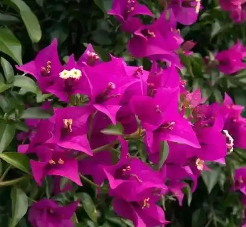 陽臺養花不糾結!10種皮實好養的花,新手也能滿盆