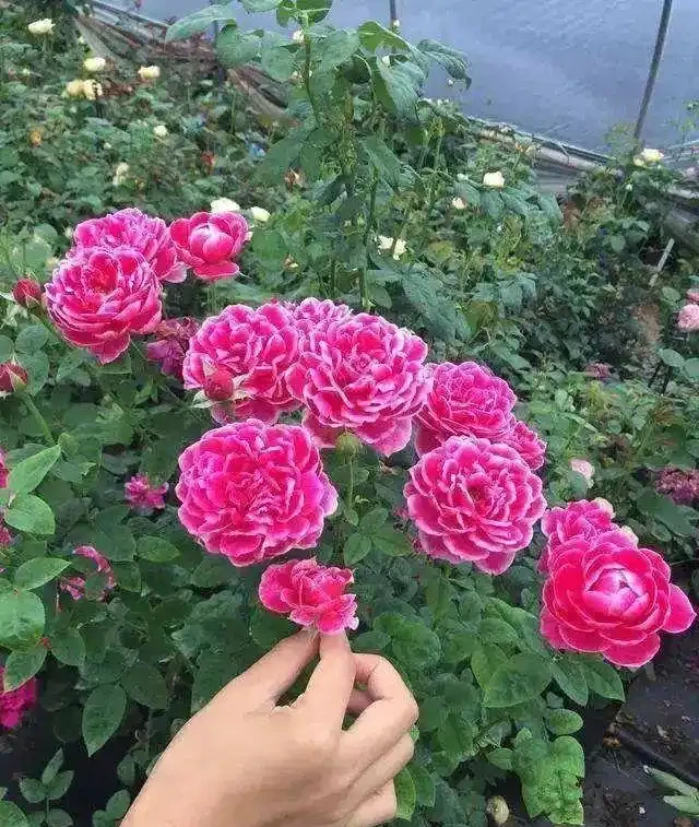 月季、薔薇與玫瑰的養護全指南,輕鬆實現繁花滿枝