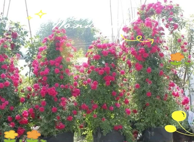 月季、薔薇與玫瑰的養護全指南,輕鬆實現繁花滿枝