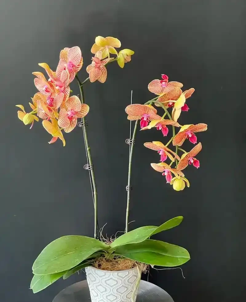陽臺養花不糾結!10種皮實好養的花,新手也能滿盆