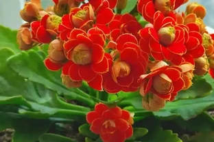 陽臺養花不糾結！10種皮實好養的花，新手也能滿盆