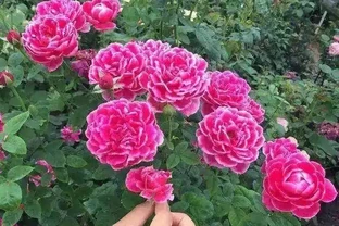 月季、薔薇與玫瑰的養護全指南，輕鬆實現繁花滿枝