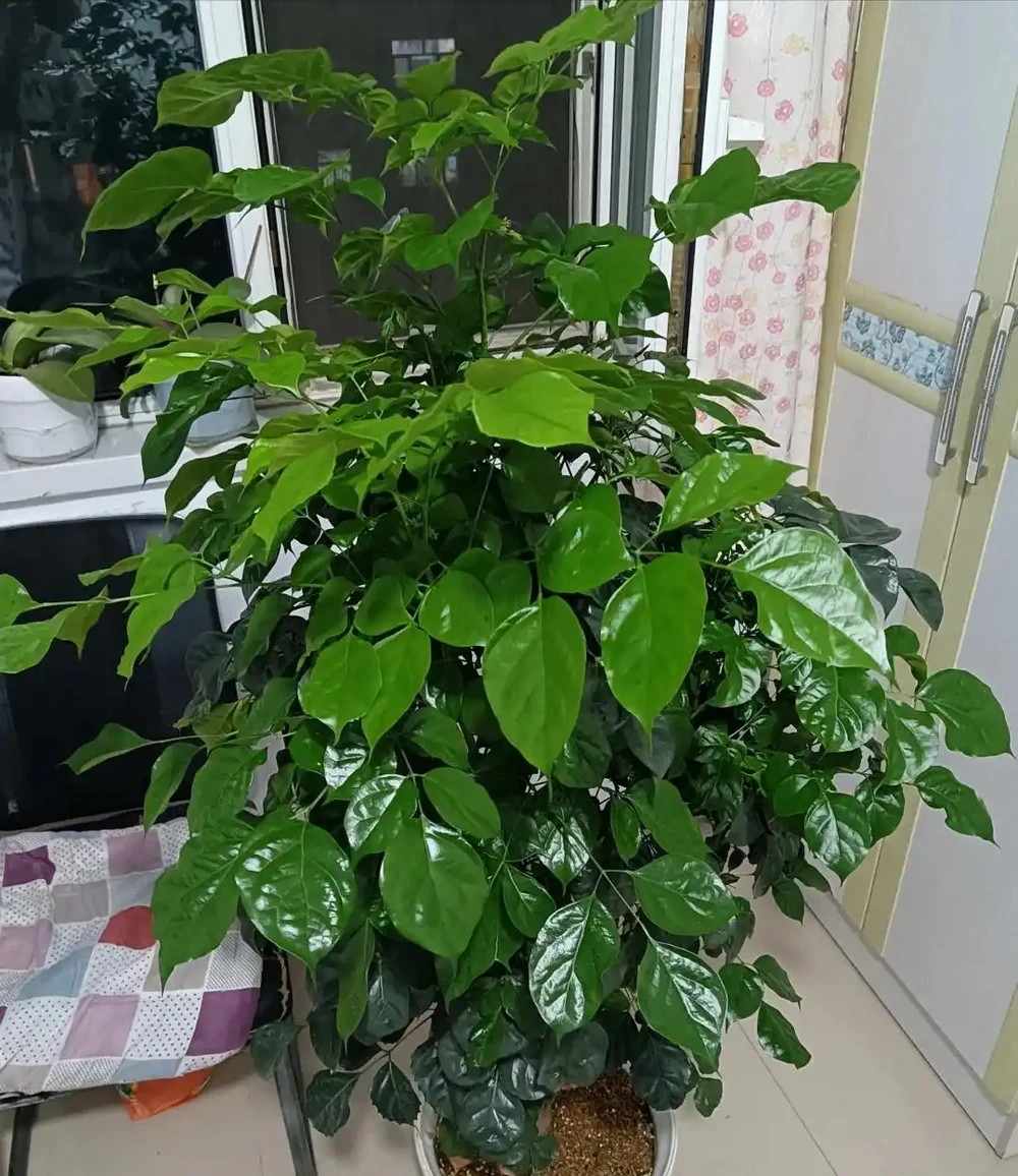 幸福樹已被拉入黑名單，原因有4個，花友們不要再養了