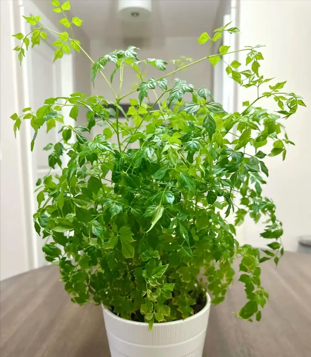 幸福樹已被拉入黑名單，原因有4個，花友們不要再養了