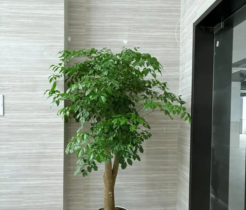 幸福樹已被拉入黑名單，原因有4個，花友們不要再養了