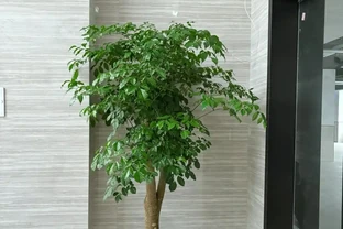 幸福樹已被拉入黑名單，原因有4個，花友們不要再養了
