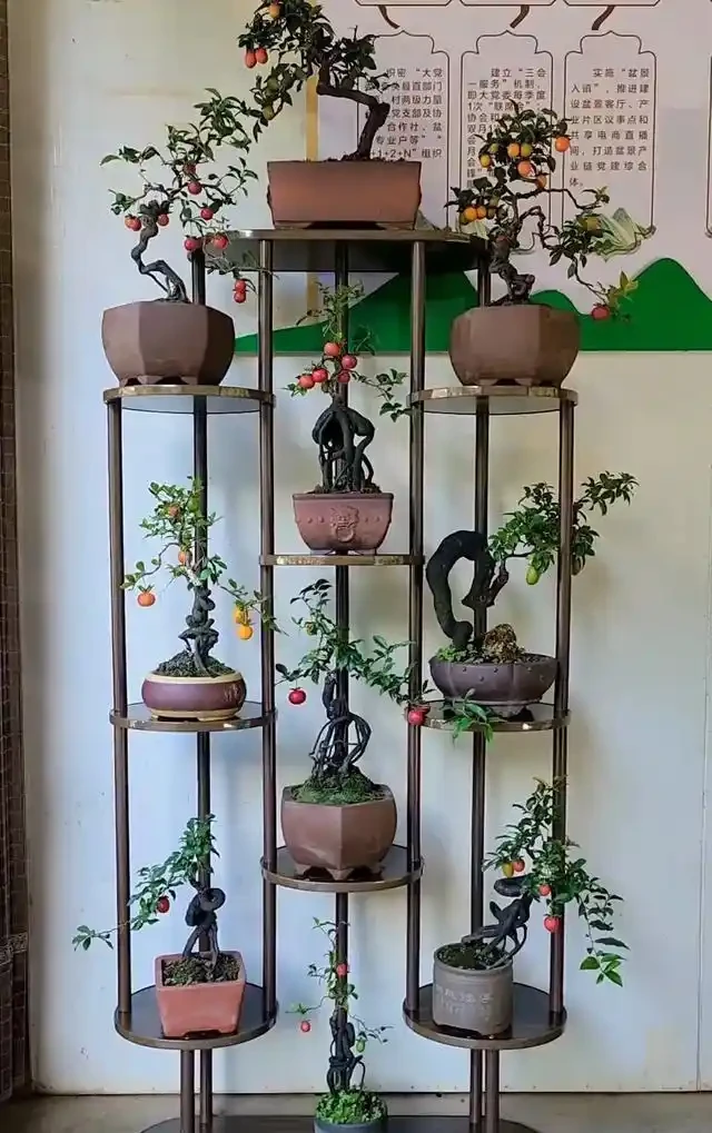 入秋後金彈子盆景怎樣養護，掛果才能持久？