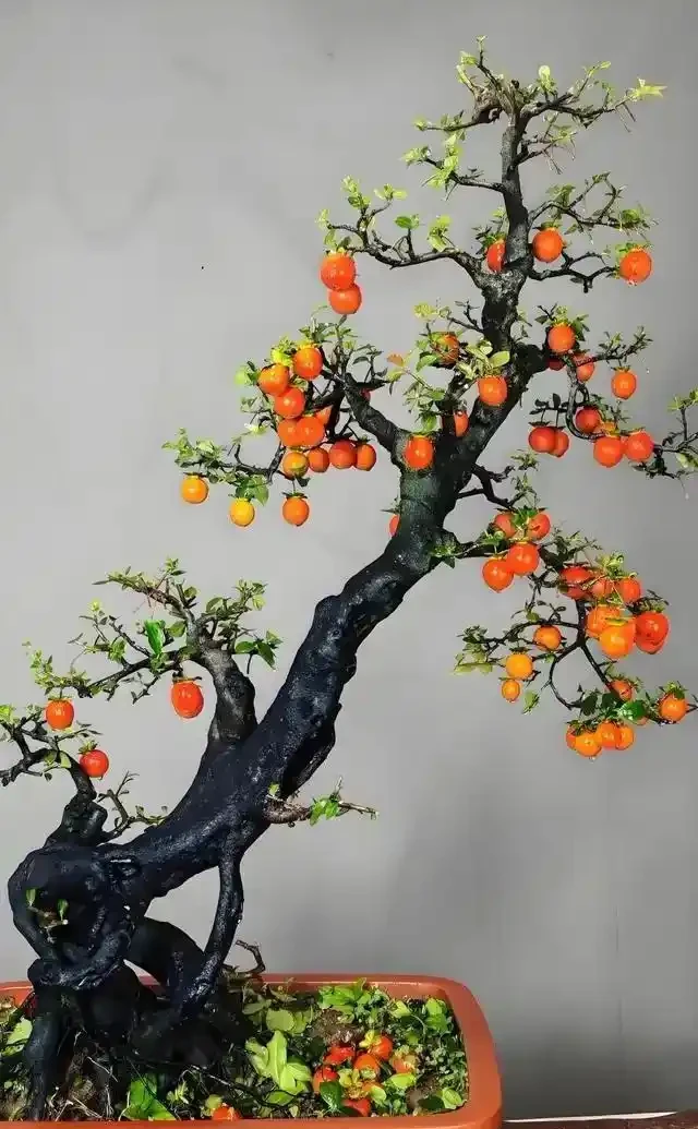 入秋後金彈子盆景怎樣養護，掛果才能持久？
