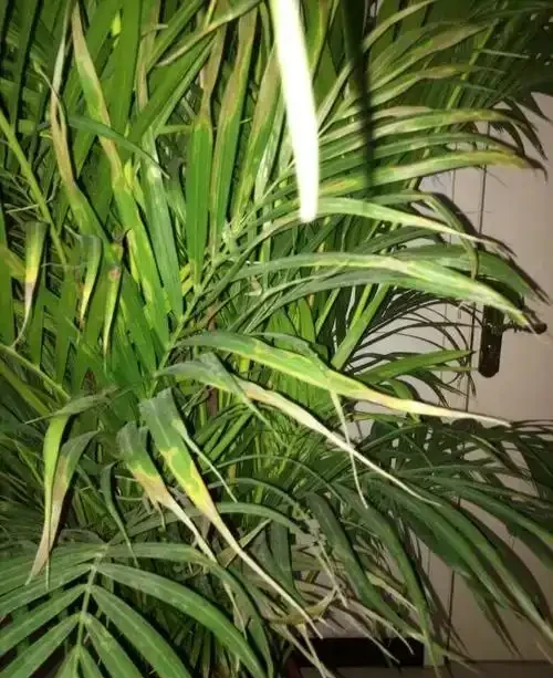 鳳尾竹葉尖發黃乾枯急救指南:5步恢復翠綠生機
