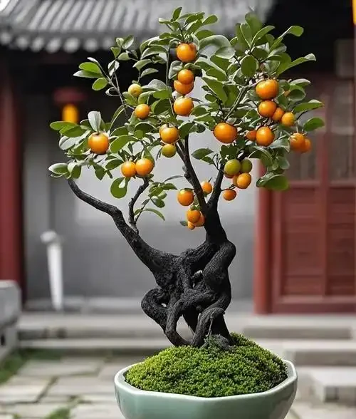 金彈子施肥全攻略：分階段用肥，養出果滿枝頭