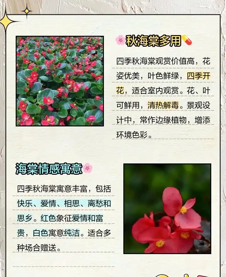 四季秋海棠不止觀賞,這些養護誤區你踩過嗎