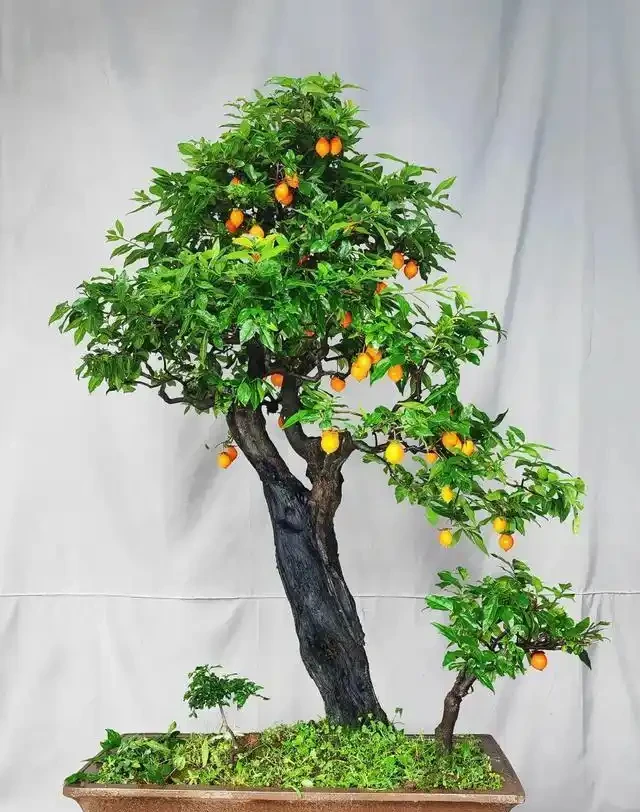 入秋後金彈子盆景怎樣養護，掛果才能持久？