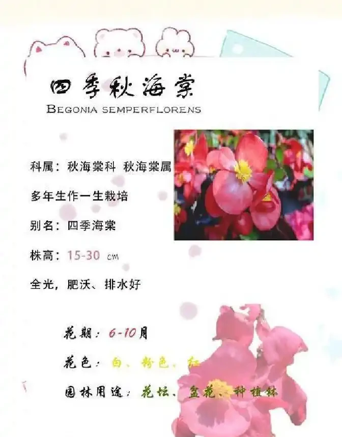 四季秋海棠不止觀賞，這些養護誤區你踩過嗎