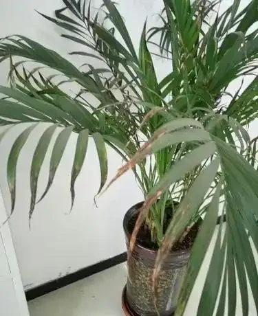 鳳尾竹葉尖發黃乾枯急救指南:5步恢復翠綠生機