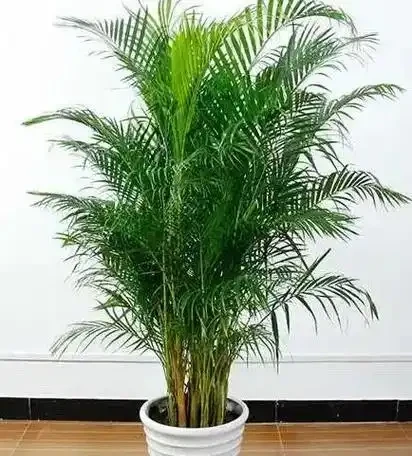鳳尾竹葉尖發黃乾枯急救指南:5步恢復翠綠生機