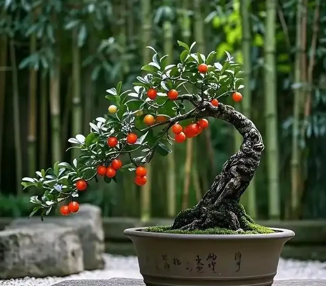 入秋後金彈子盆景怎樣養護，掛果才能持久？