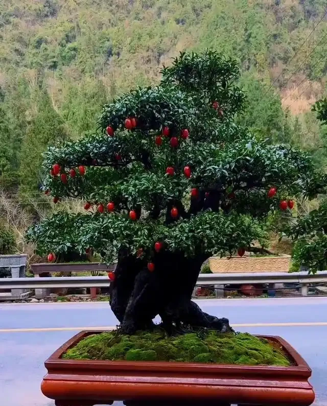 入秋後金彈子盆景怎樣養護，掛果才能持久？