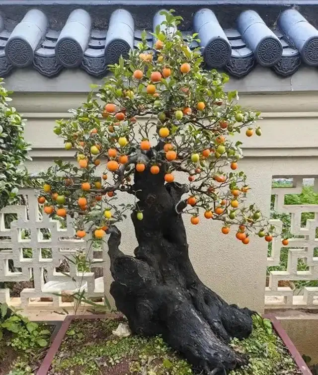 入秋後金彈子盆景怎樣養護，掛果才能持久？