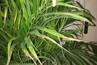 鳳尾竹葉尖發黃乾枯急救指南：5步恢復翠綠生機